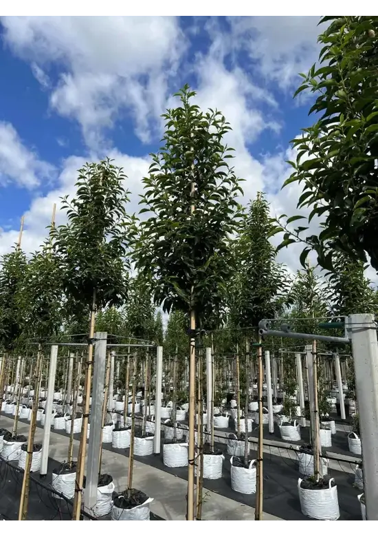 Portugiesischer Lorbeerbaum | Prunus lusitanica 'Angustifolia'