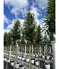 Portugiesischer Lorbeerbaum | Prunus lusitanica 'Angustifolia'