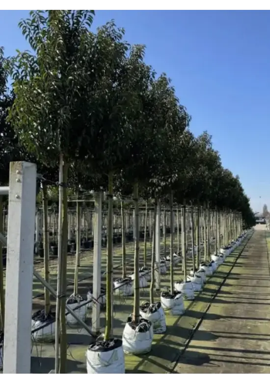 Portugiesischer Lorbeerbaum | Prunus lusitanica 'Angustifolia'