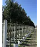 Portugiesischer Lorbeerbaum | Prunus lusitanica 'Angustifolia'