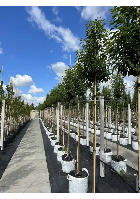 Portugiesischer Lorbeerbaum | Prunus lusitanica 'Angustifolia'