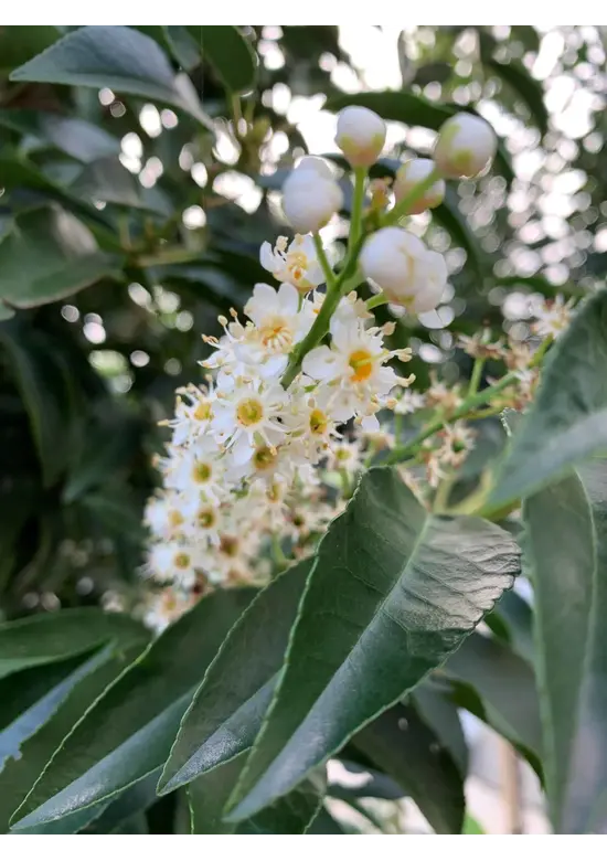 Portugiesischer Lorbeerbaum | Prunus lusitanica 'Angustifolia'