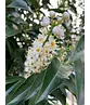 Portugiesischer Lorbeerbaum | Prunus lusitanica 'Angustifolia'