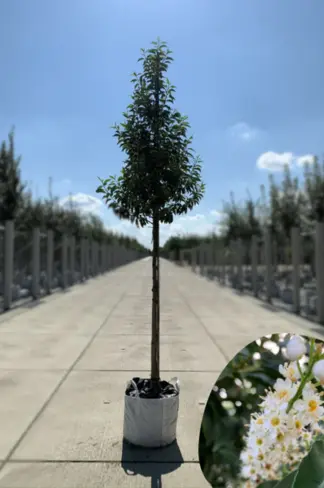 Portugiesischer Lorbeerbaum | Prunus lusitanica 'Angustifolia'