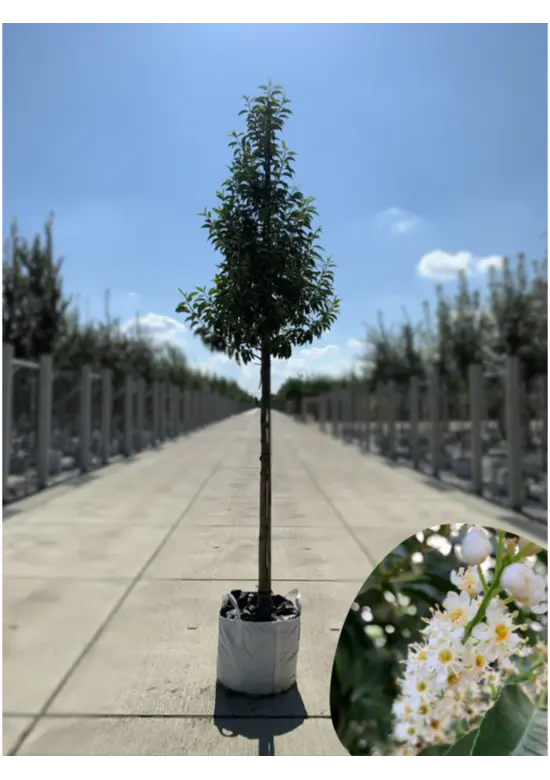 Portugiesischer Lorbeerbaum | Prunus lusitanica 'Angustifolia'