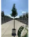 Portugiesischer Lorbeerbaum | Prunus lusitanica 'Angustifolia'
