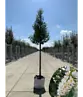 Portugiesischer Lorbeerbaum | Prunus lusitanica 'Angustifolia'