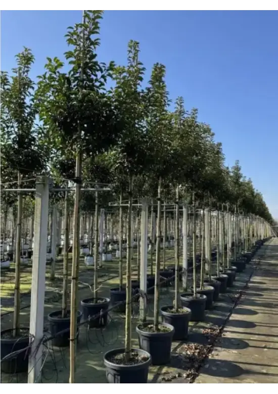 Portugiesischer Lorbeerbaum | Prunus lusitanica 'Angustifolia'