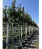 Portugiesischer Lorbeerbaum | Prunus lusitanica 'Angustifolia'