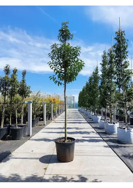 Portugiesischer Lorbeerbaum | Prunus lusitanica 'Angustifolia'