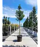 Portugiesischer Lorbeerbaum | Prunus lusitanica 'Angustifolia'