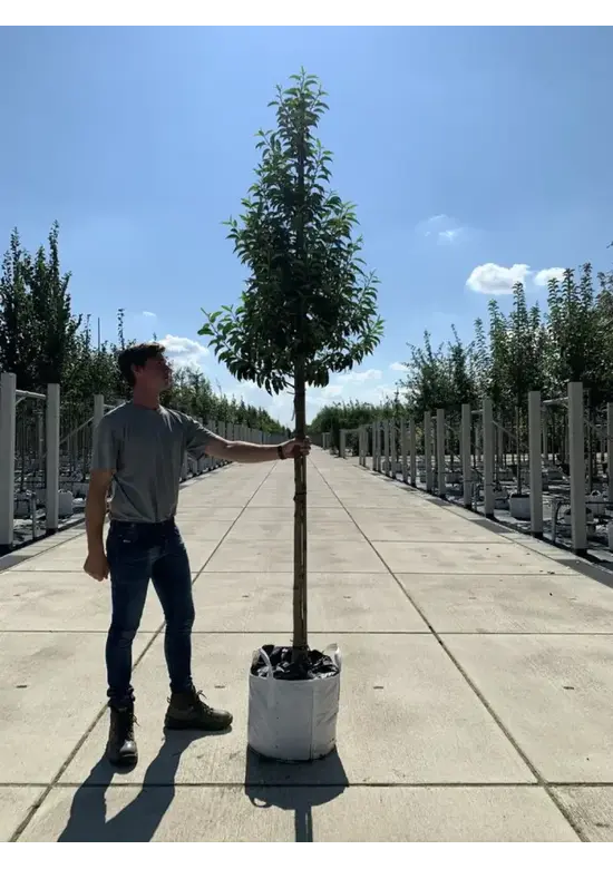 Portugiesischer Lorbeerbaum | Prunus lusitanica 'Angustifolia'