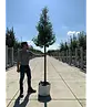 Portugiesischer Lorbeerbaum | Prunus lusitanica 'Angustifolia'