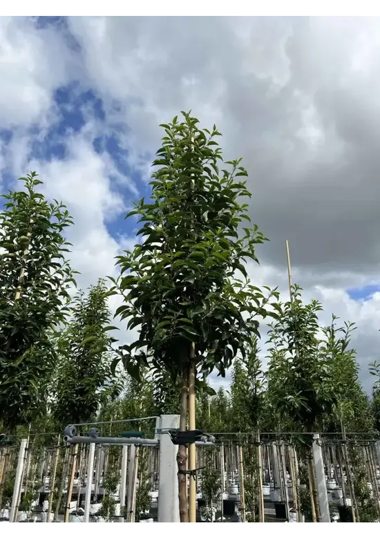 Portugiesischer Lorbeerbaum | Prunus lusitanica 'Angustifolia'