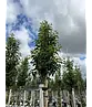 Portugiesischer Lorbeerbaum | Prunus lusitanica 'Angustifolia'