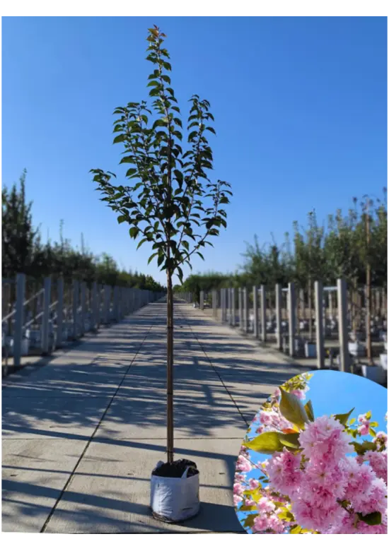 Japanische Blütenkirsche 'Kanzan' | Prunus serrulata 'Kanzan'