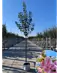 Japanische Blütenkirsche 'Kanzan' | Prunus serrulata 'Kanzan'