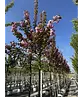 Japanische Blütenkirsche 'Kanzan' | Prunus serrulata 'Kanzan'