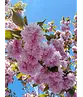 Japanische Blütenkirsche 'Kanzan' | Prunus serrulata 'Kanzan'