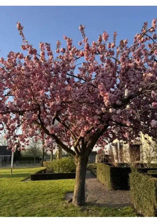 Japanische Blütenkirsche 'Kanzan' | Prunus serrulata 'Kanzan'
