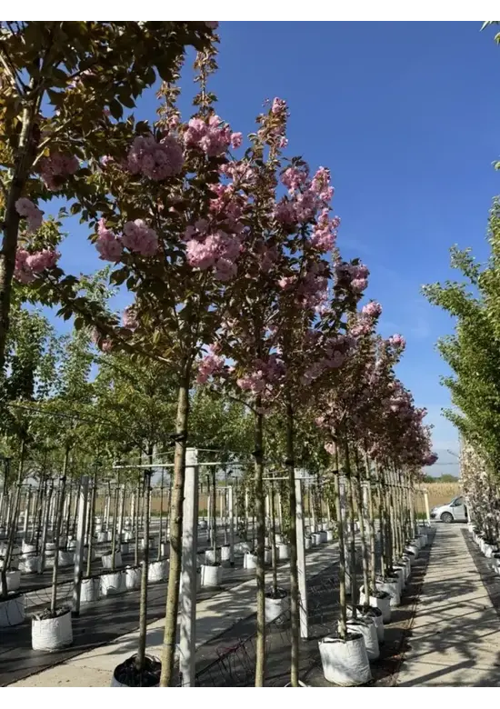 Japanische Blütenkirsche 'Kanzan' | Prunus serrulata 'Kanzan'