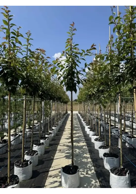 Japanische Blütenkirsche 'Kanzan' | Prunus serrulata 'Kanzan'