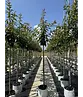 Japanische Blütenkirsche 'Kanzan' | Prunus serrulata 'Kanzan'