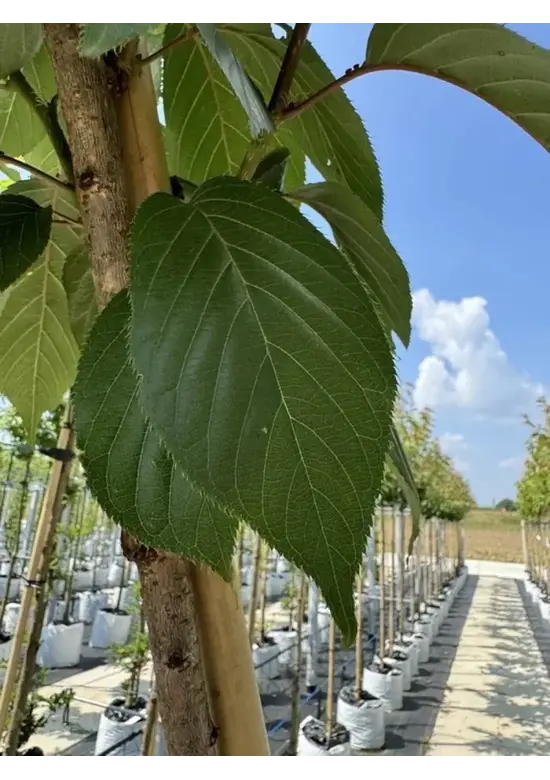 Japanische Blütenkirsche 'Kanzan' | Prunus serrulata 'Kanzan'