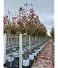 Japanische Blütenkirsche 'Kanzan' | Prunus serrulata 'Kanzan'