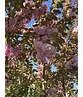 Japanische Blütenkirsche 'Kanzan' | Prunus serrulata 'Kanzan'