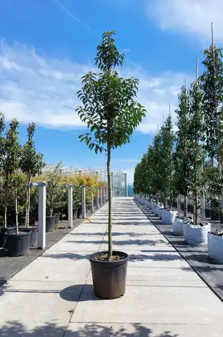 Portugiesischer Kirschlorbeer hochstamm | Prunus lusitanica