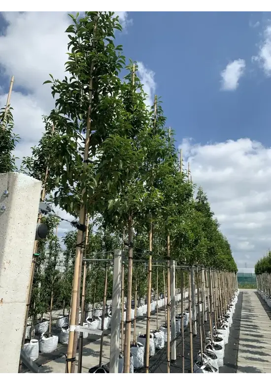 Portugiesischer Kirschlorbeer hochstamm | Prunus lusitanica