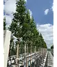 Portugiesischer Kirschlorbeer hochstamm | Prunus lusitanica