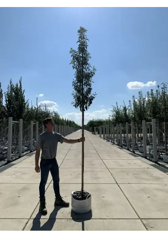 Portugiesischer Kirschlorbeer hochstamm | Prunus lusitanica