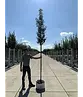 Portugiesischer Kirschlorbeer hochstamm | Prunus lusitanica