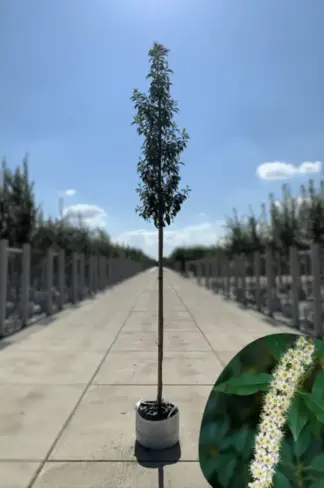 Portugiesischer Kirschlorbeer hochstamm | Prunus lusitanica