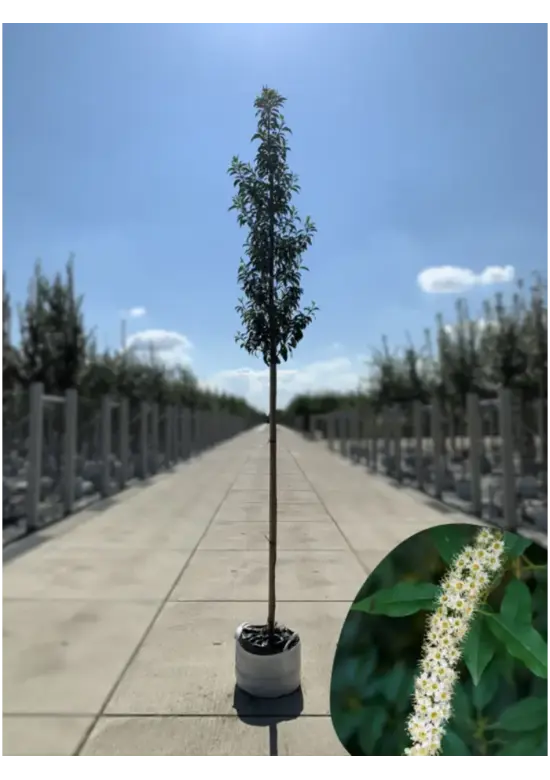 Portugiesischer Kirschlorbeer hochstamm | Prunus lusitanica
