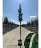 Portugiesischer Kirschlorbeer hochstamm | Prunus lusitanica