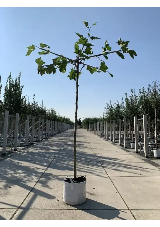 Dachplatane | Platanus hispanica