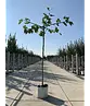Dachplatane | Platanus hispanica