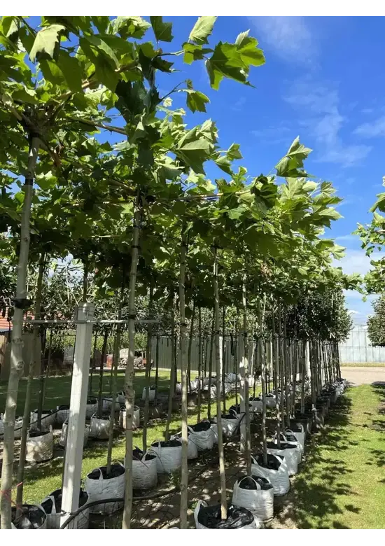 Dachplatane | Platanus hispanica