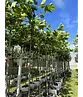 Dachplatane | Platanus hispanica