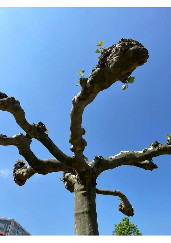 Dachplatane | Platanus hispanica