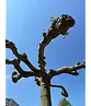 Dachplatane | Platanus hispanica