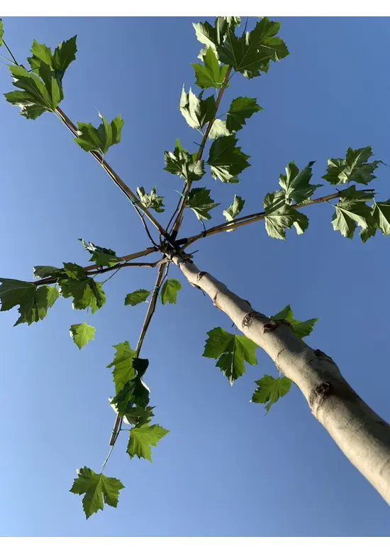 Dachplatane | Platanus hispanica