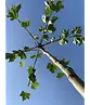 Dachplatane | Platanus hispanica