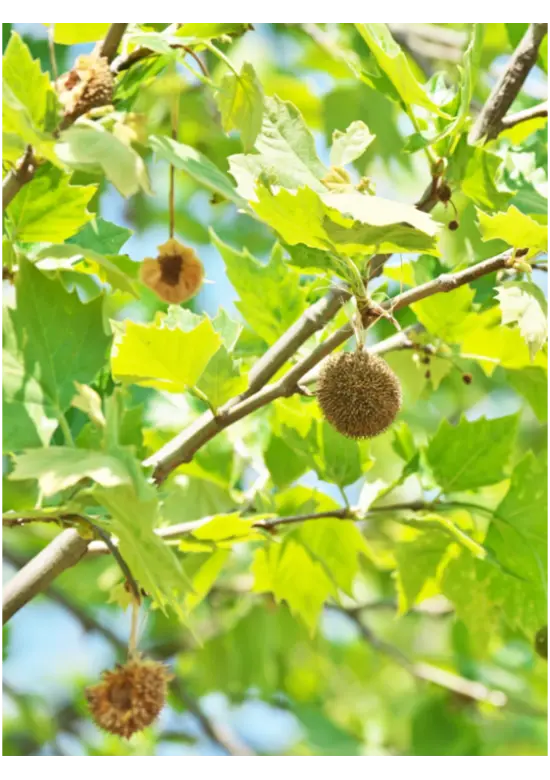 Dachplatane | Platanus hispanica