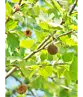 Dachplatane | Platanus hispanica