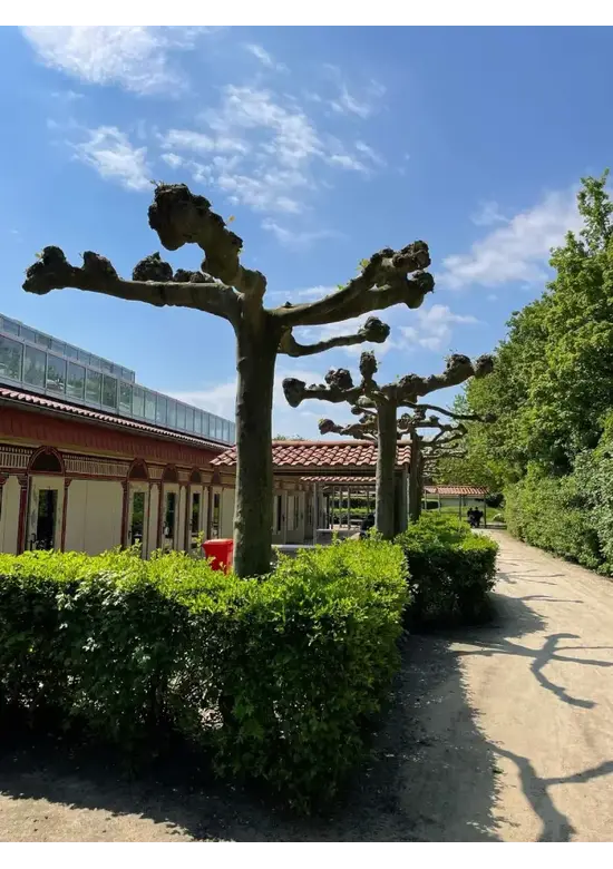 Dachplatane | Platanus hispanica