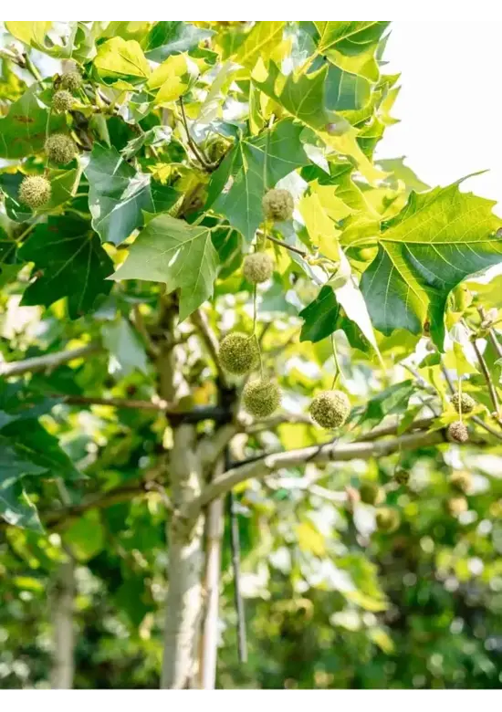 Dachplatane | Platanus hispanica